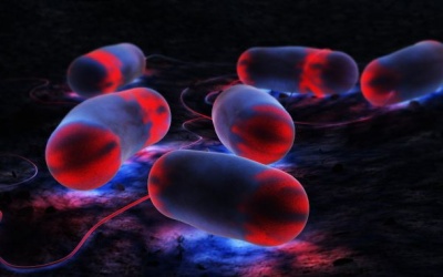 Dịch bệnh hiếm gặp bùng phát tại Bồ Đào Nha